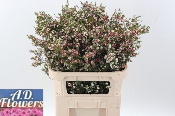 <h4>Cham Un M Sweet 16</h4>