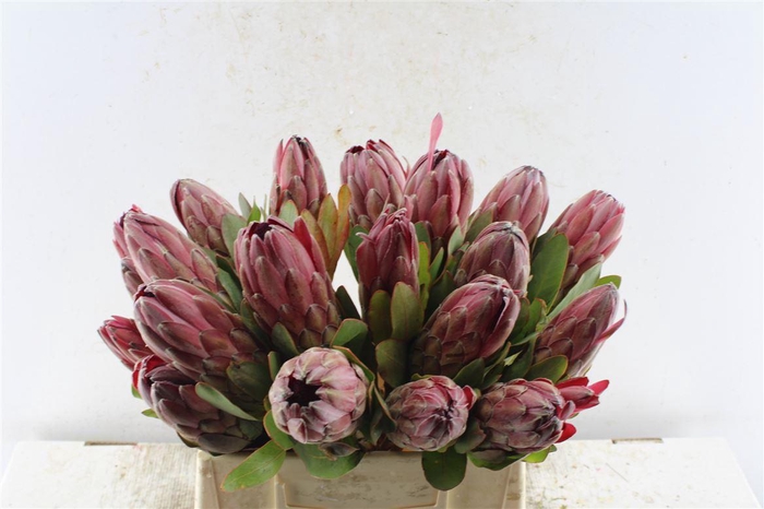 <h4>Protea Sharonet</h4>