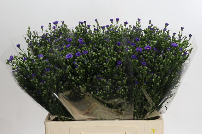 <h4>Aster Casarosa</h4>