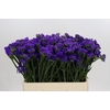 Limonium sinuatum Navy Sun Birds