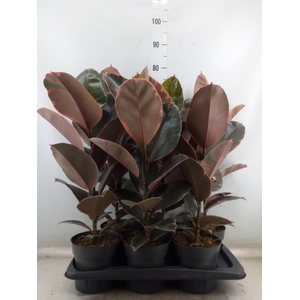 Ficus elastica 'Belize'