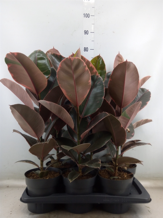 <h4>Ficus elastica 'Belize'</h4>