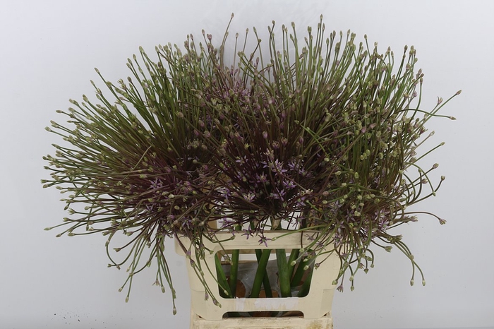 <h4>Allium Schubertii</h4>