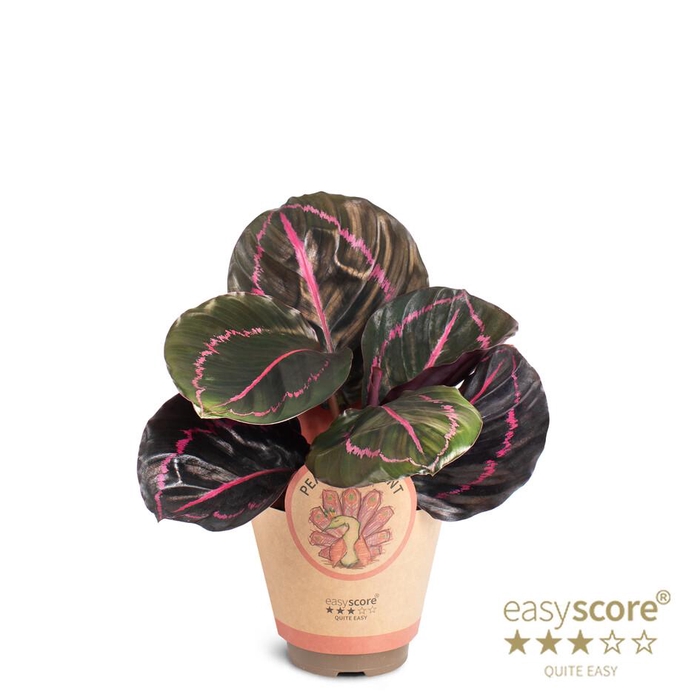 <h4>CALATHEA ROSEOPICTA</h4>