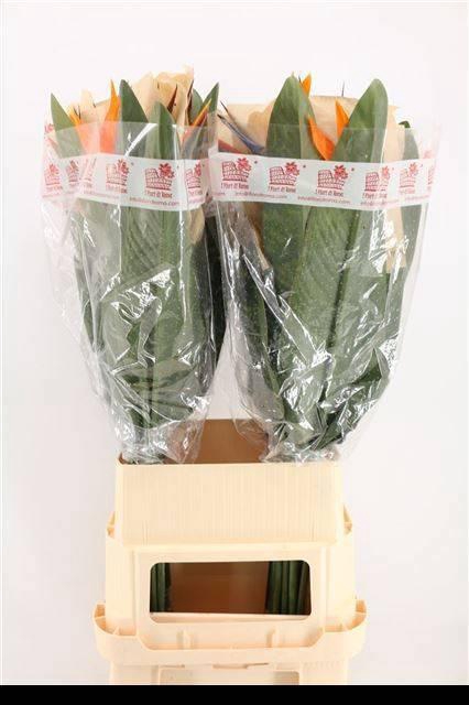 <h4>STREL REGINAE BLOEM</h4>