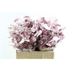 Euca Populus Berry Metal Pink P Bunch