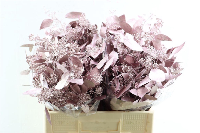 <h4>Euca Populus Berry Metal Pink P Bunch</h4>