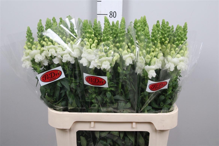 <h4>Antir Antibes White</h4>