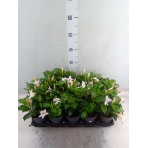 Mandevilla  'Sundavil White'