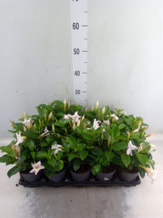<h4>Mandevilla  'Sundavil White'</h4>