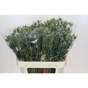 Eryngium Silver Dynamite