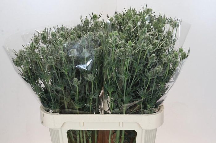<h4>Eryngium Silver Dynamite</h4>