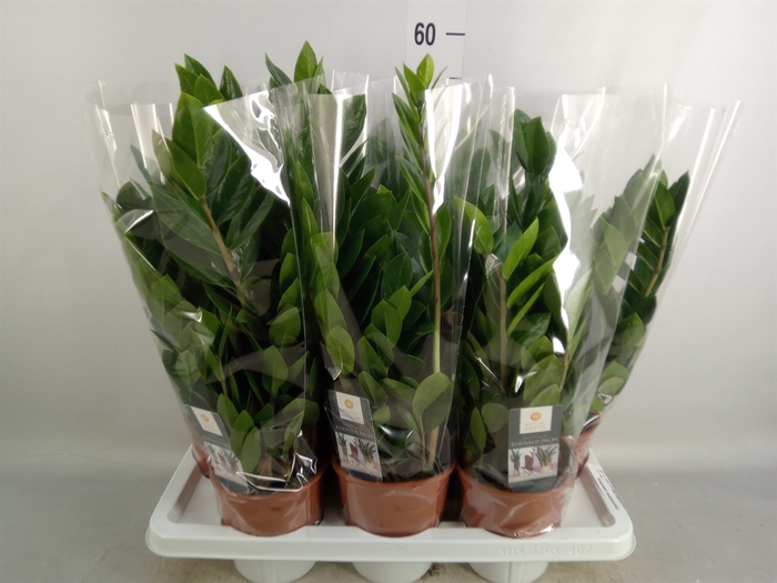 <h4>Zamioculcas zamiifolia</h4>