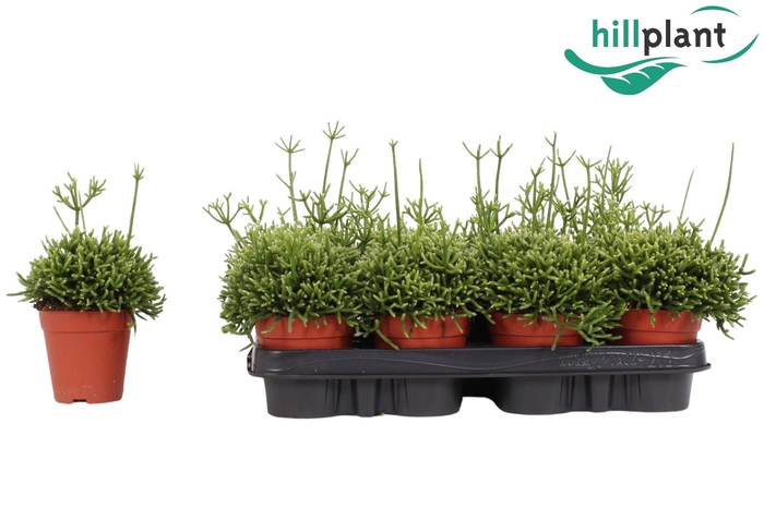 <h4>RHIPSALIS CEREUSCULA</h4>