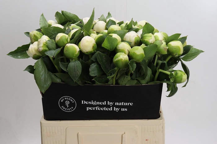 <h4>Paeonia Bridal Gown</h4>