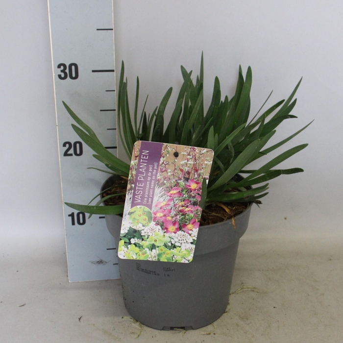 <h4>vaste planten 19 cm  Allium Millenium*</h4>