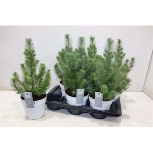 arr8 Pinus Silver Crest White Pot