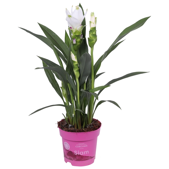 <h4>Curcuma Siam Sisto 14 cm</h4>