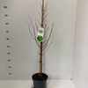 Metasequoia glyptostroboi