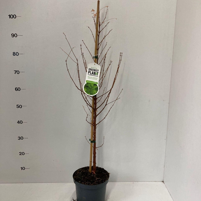 <h4>Metasequoia glyptostroboi</h4>