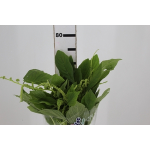 AMARANTHUS VERDE 070 CM VERDE