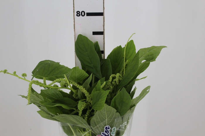 <h4>AMARANTHUS VERDE 070 CM VERDE</h4>