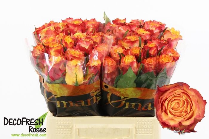 <h4>R Gr WildFox</h4>