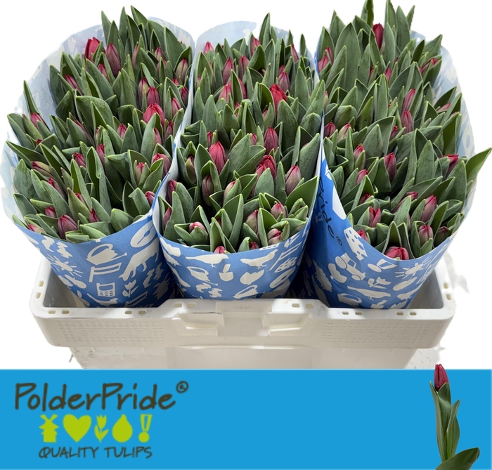 <h4>TU EN PACHA</h4>