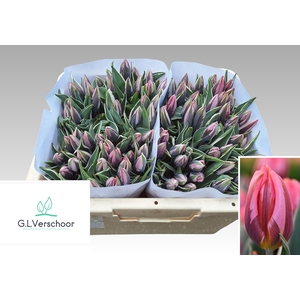 TU EN PRETTY PRINCES