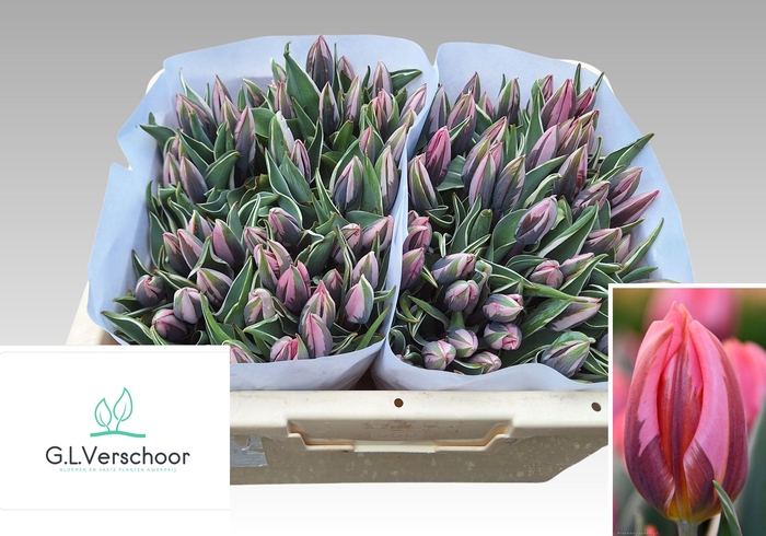 <h4>TU EN PRETTY PRINCES</h4>