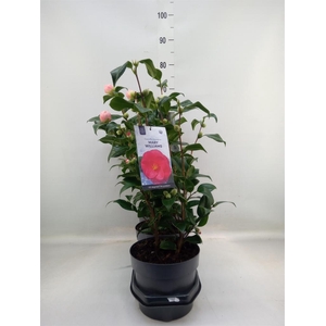 Camellia japonica
