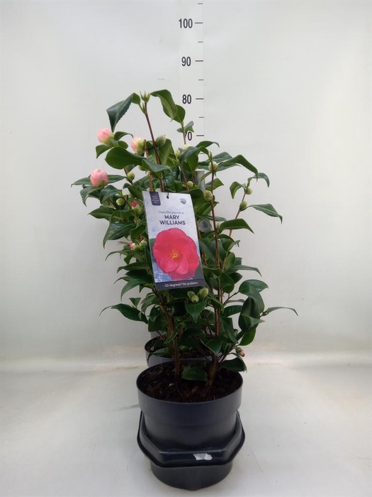 <h4>Camellia japonica</h4>