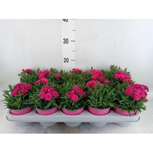 Dianthus car. 'Peman'