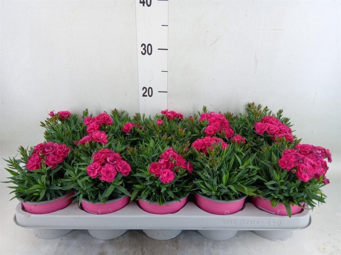 <h4>Dianthus car. 'Peman'</h4>