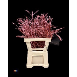 Grevillea Ivanhoe Metallic Red
