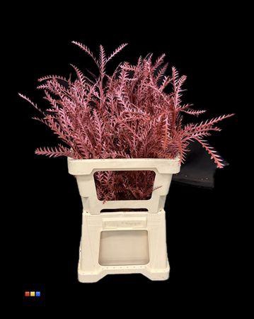 <h4>Grevillea Ivanhoe Metallic Red</h4>