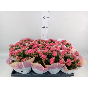 Kalanchoe blos.   ..rosebud