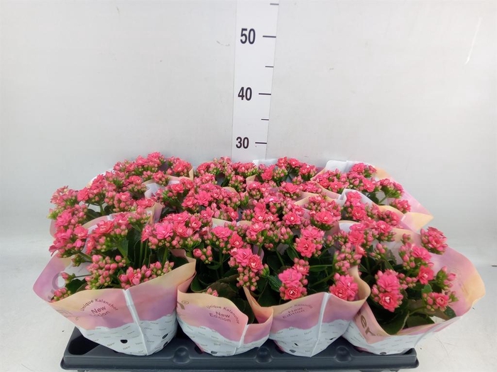 <h4>Kalanchoe blos.   ..rosebud</h4>