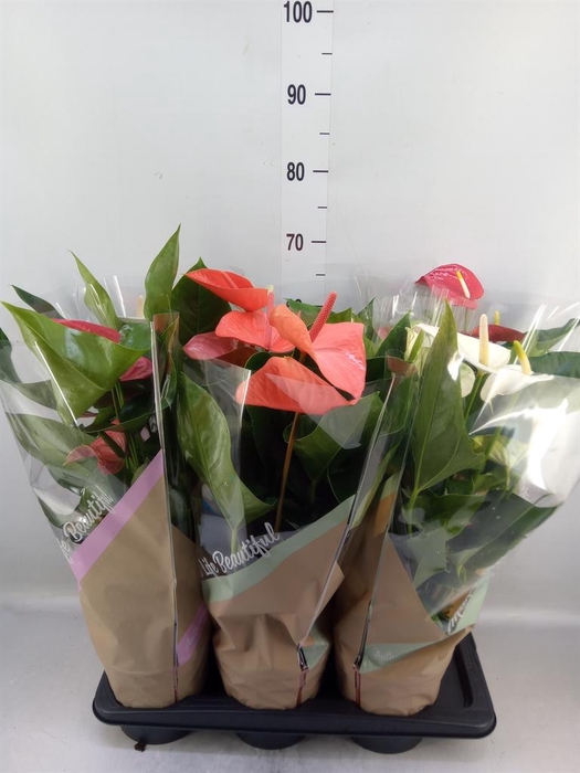 <h4>Anthurium   ...mix 4</h4>