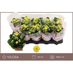 KAL GE AMARILLO YELL