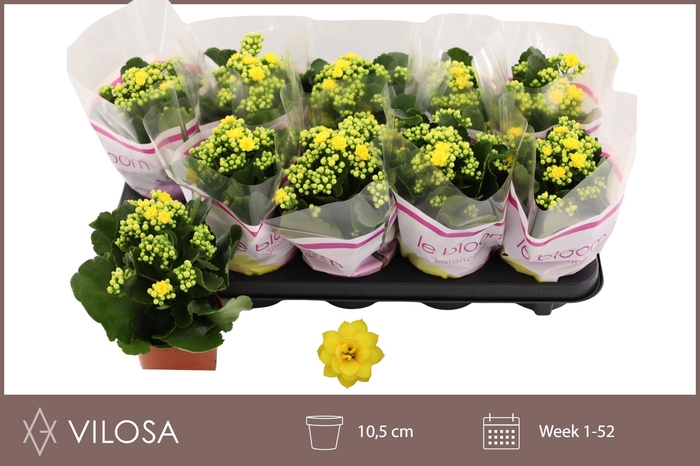 <h4>KAL GE AMARILLO YELL</h4>