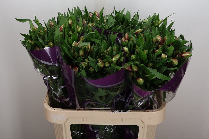 <h4>Alstroemeria  'Elegance'</h4>