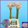 Allium Silverspring JM Van Berkel