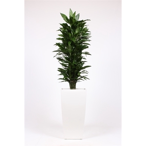 Dracaena Janet Lind in Piza pot 