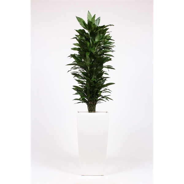 <h4>Dracaena Janet Lind in Piza pot "wit"</h4>