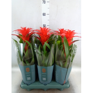 Guzmania  'Calypso'