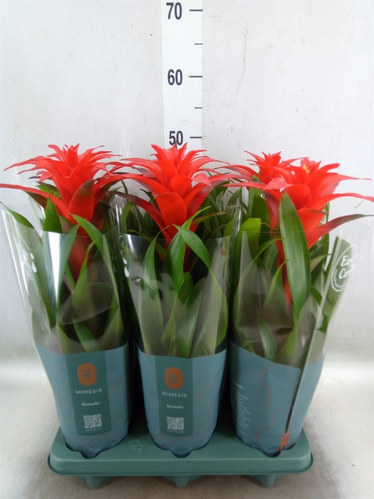 <h4>Guzmania  'Calypso'</h4>