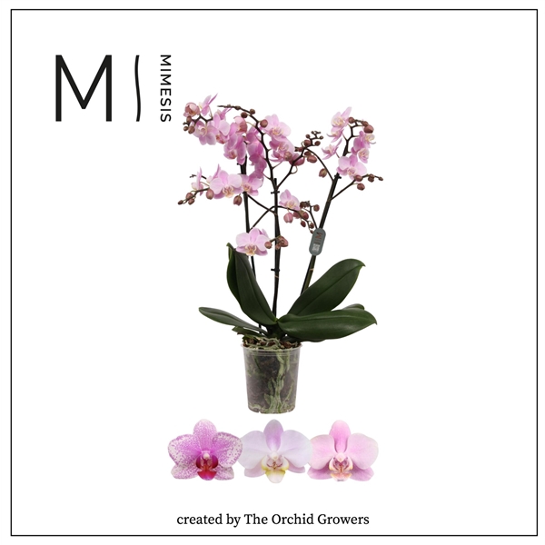 <h4>Mimesis Phal. Multi Light Pink - 3 spike 12cm</h4>