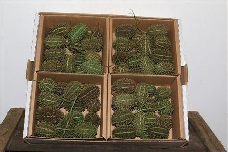 <h4>CUCUMIS HIRSUTUS</h4>