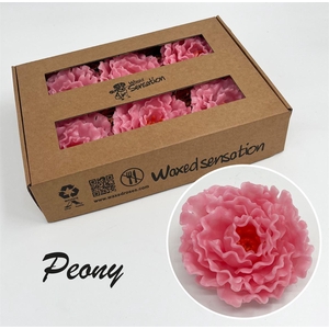 Zijde Pioen Wx Rose